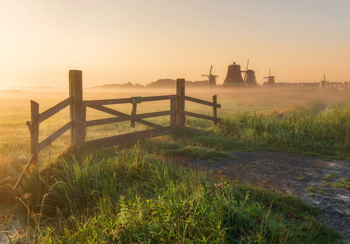 Golden Morning at the Zaan