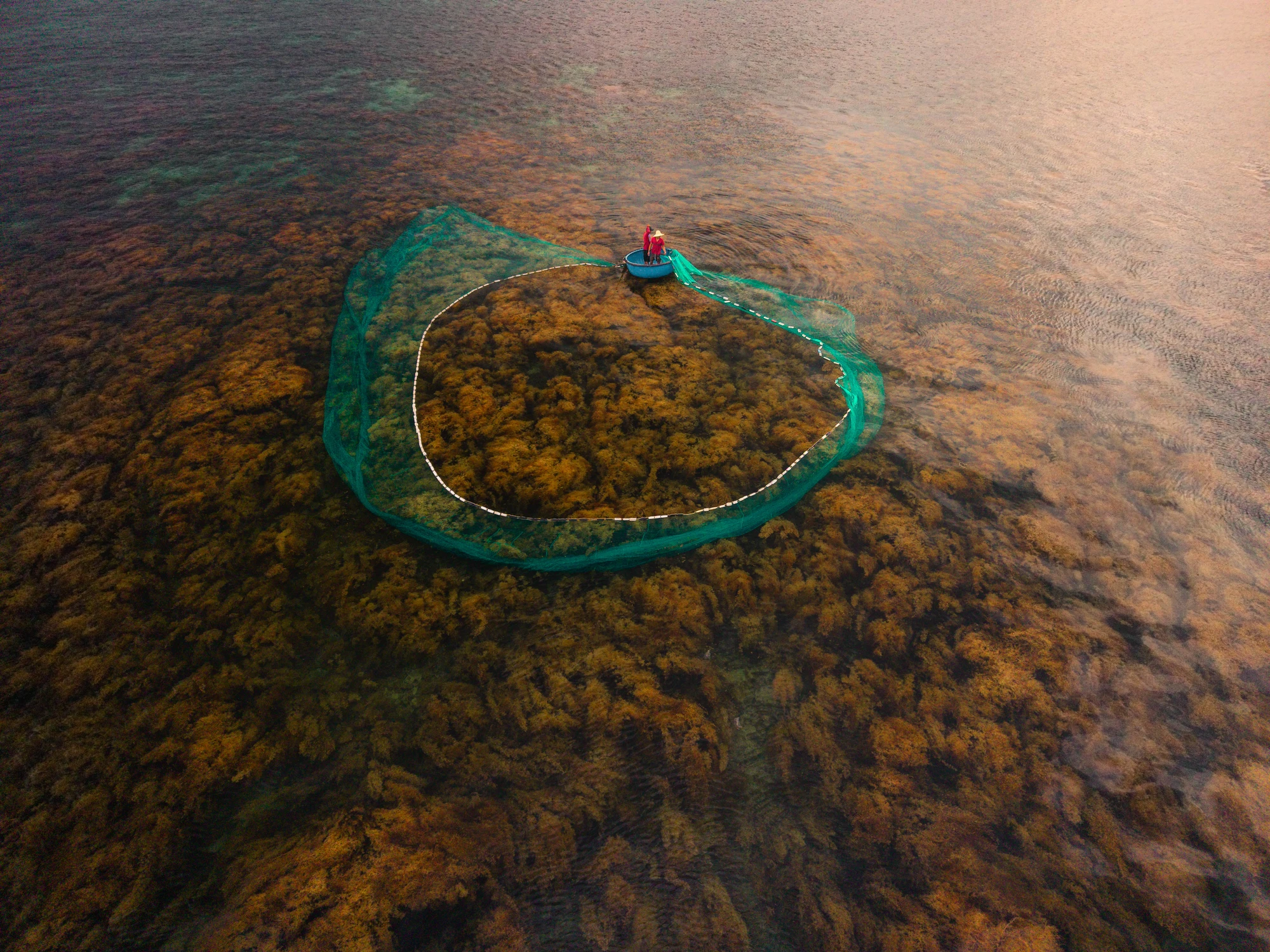 Casting the Green Net