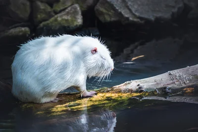 White Coypu Reflection
