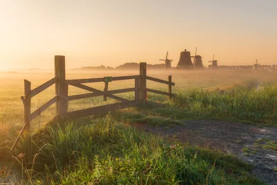 Golden Morning at the Zaan