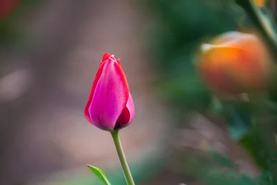 Solitary Pink Bloom