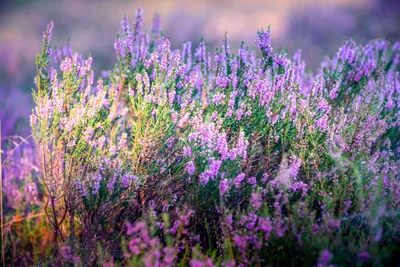 Late Summer Heather