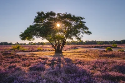 Sunburst over Purple Heath