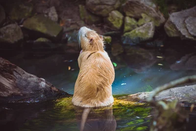 Blonde Coypu on a Submerged Log