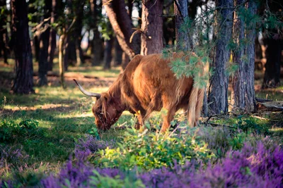 Highland Grazer in Heather