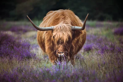 Highlander in Heather