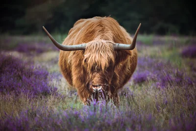 Heathland Grazer