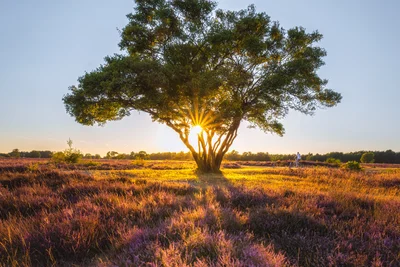 August Heather Bloom
