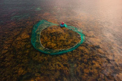 Casting the Green Net