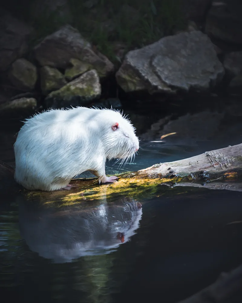 White Coypu Reflection