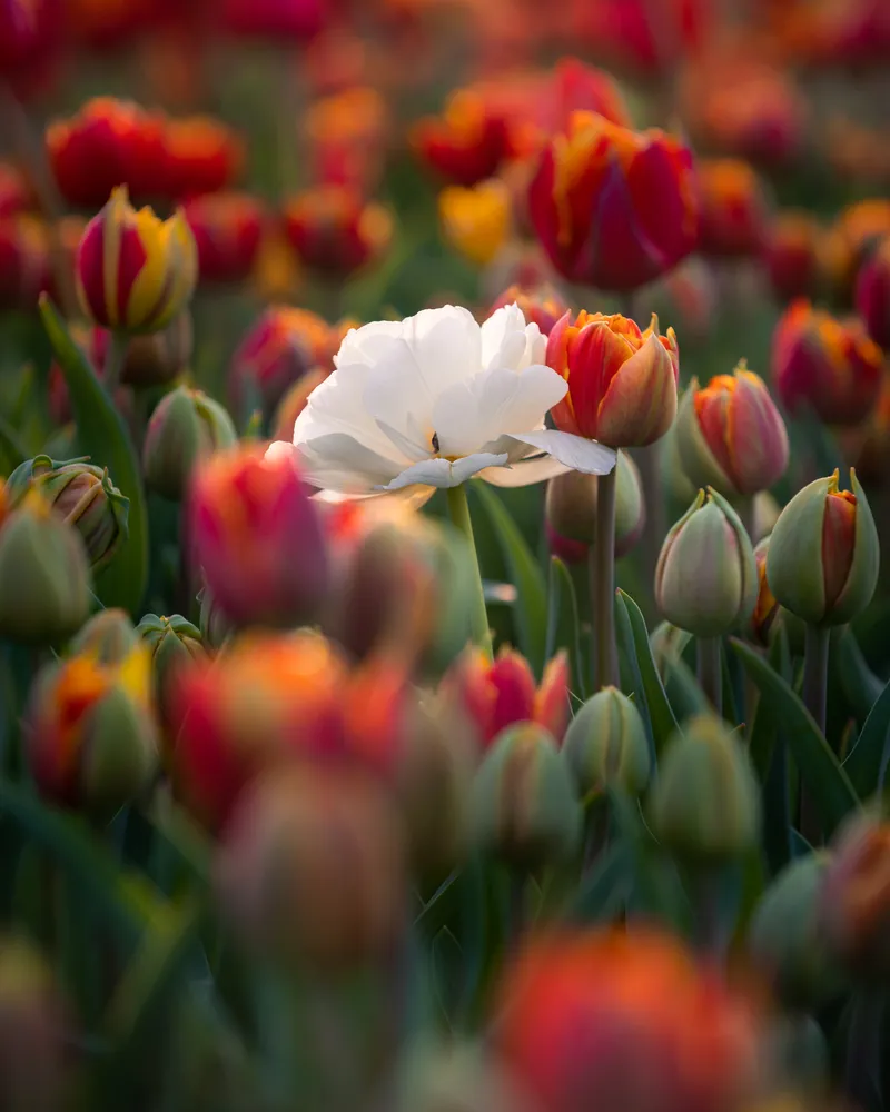 The Solitary White