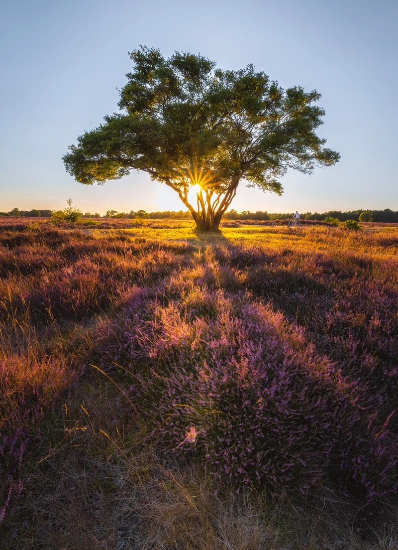 August Heather Bloom