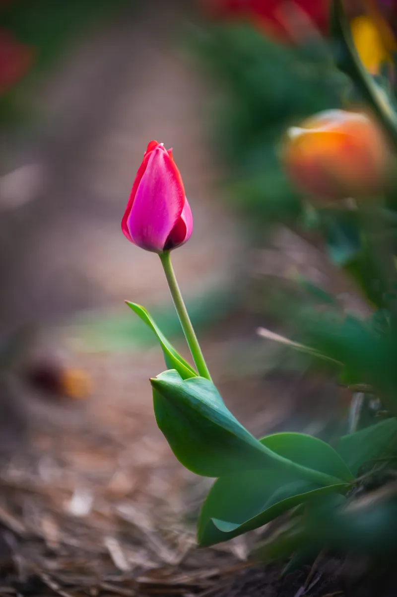 Solitary Pink Bloom