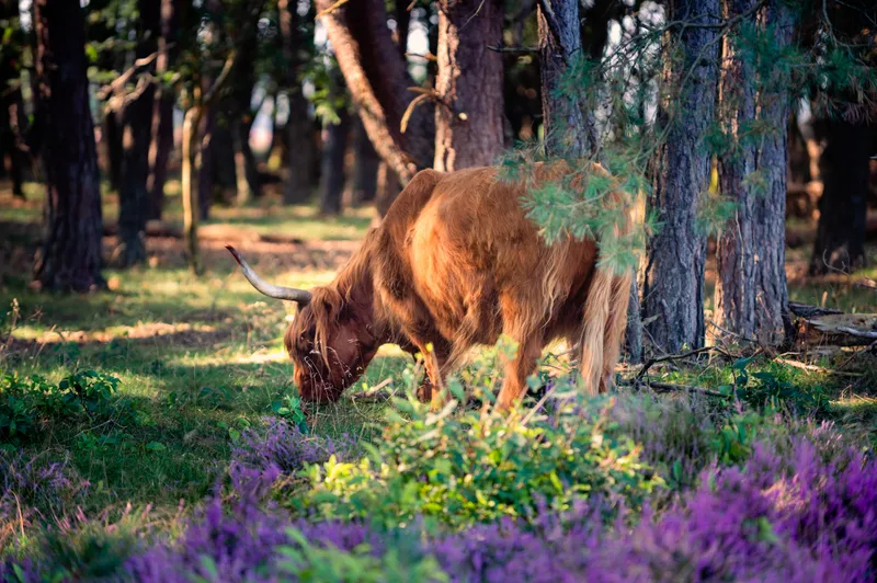 Highland Grazer in Heather