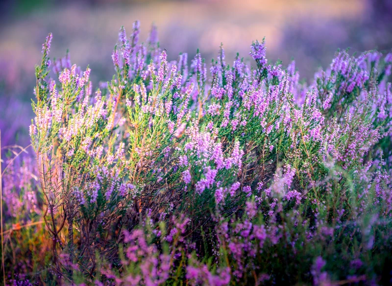 Late Summer Heather