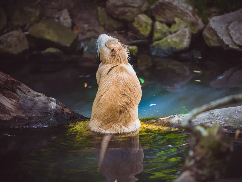 Blonde Coypu on a Submerged Log