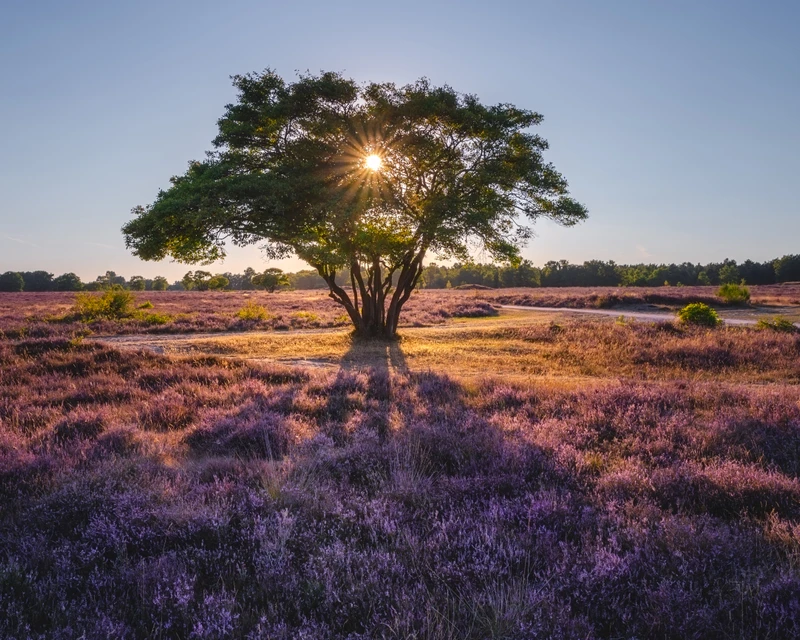 Sunburst over Purple Heath