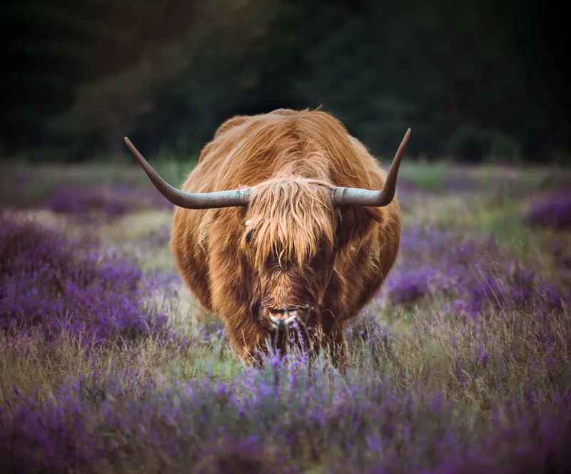 Highlander in Heather